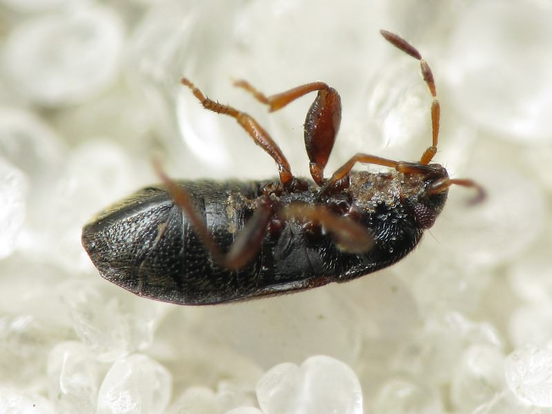 Plinthisus pusillus (Scholtz, 1847)